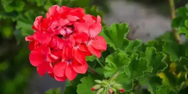 Benefits of Geranium Essential Oil - plasticology