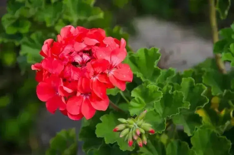 Benefits of Geranium Essential Oil - plasticology